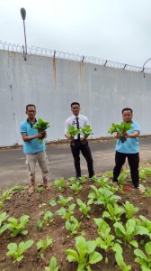 Hijaukan Harapan – Panen Sawi di Lapas Cilegon Jadi Bukti Ketahanan Pangan Warga Binaan