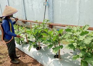 Rawat Tanaman, Tumbuhkan Kemandirian: Warga Binaan Lapas Kelas IIA Purwokerto Lakukan Perawatan Tanaman Terong