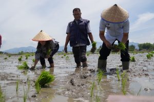 Tanam Padi Serentak di Laguboti, Wakil Bupati Toba: Ini Layak Dicontoh